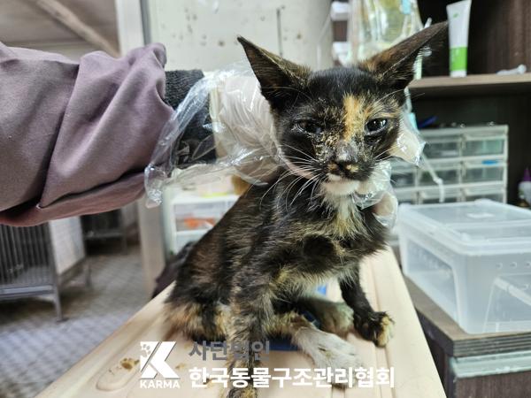 보호중 한국 고양이…